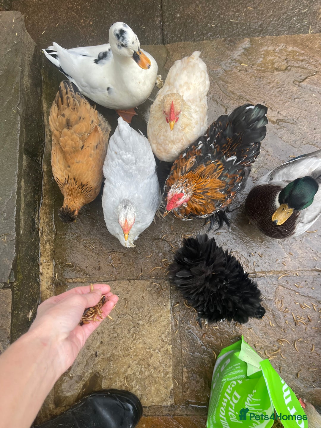 Chickens poultry for sale: Pekin Bantam Hens & Cockerels - Advert 14