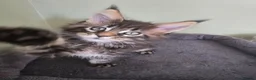 Maine Coon cats for sale: GCCF Registered Maine Coon Kittens  - Advert 20
