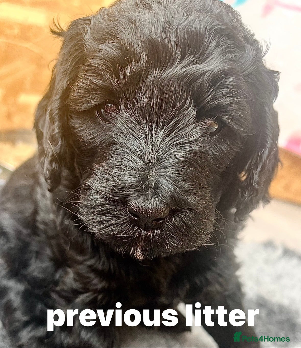 Goldendoodle dogs medium golden doodles  only two left july  - Advert 1