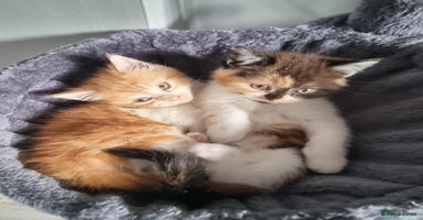 Persian cats - Advert 6