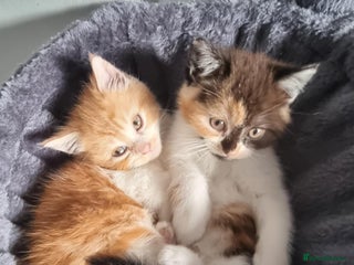 Persian cats - Advert 3