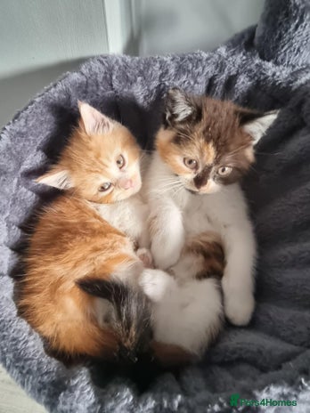 Persian cats - Advert 2