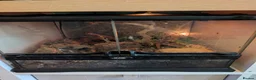 Tarantulas invertebrates for sale: Tarantulas, OBT, Rusty Baboon, Indian Violet plus in Selby - Advert 7
