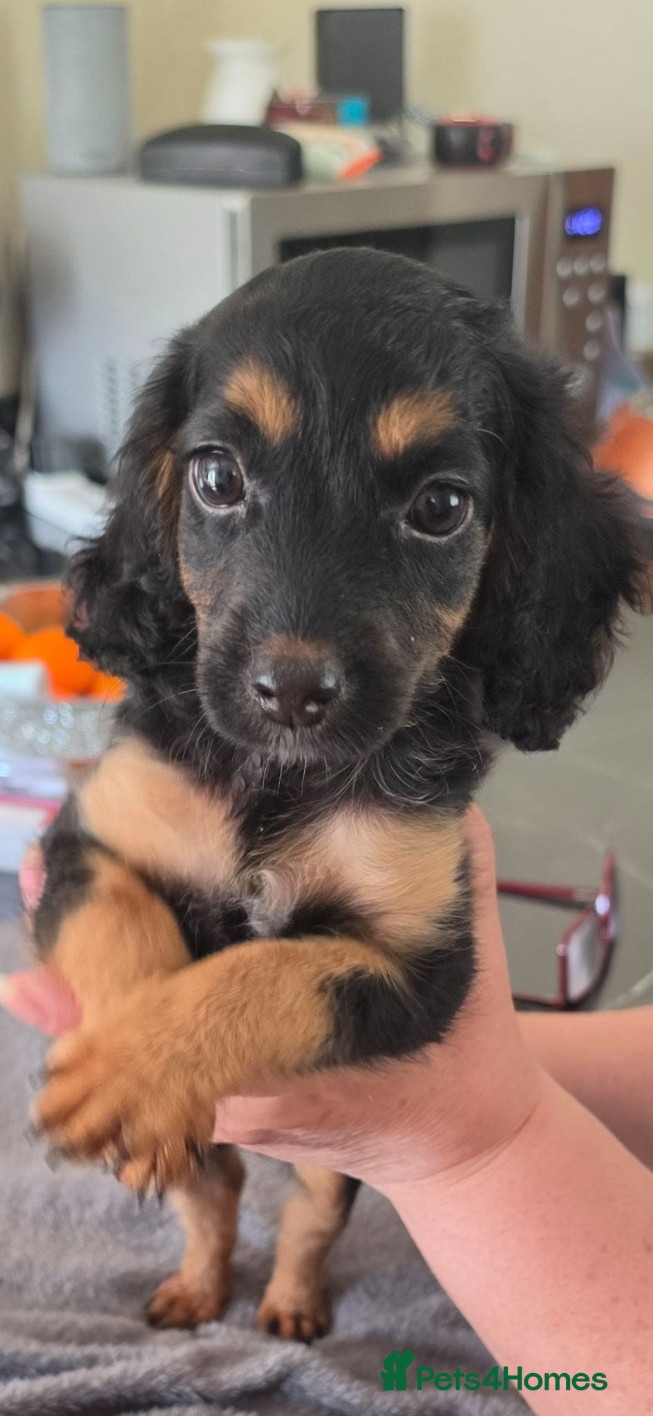 Cockapoo dogs Cockapoo f1 puppys ready now - Advert 12