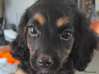 Cockapoo dogs Cockapoo f1 puppys ready now - Advert 12
