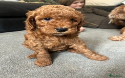 Cockapoo dogs for sale: F1b cockapoo puppies - Image 5