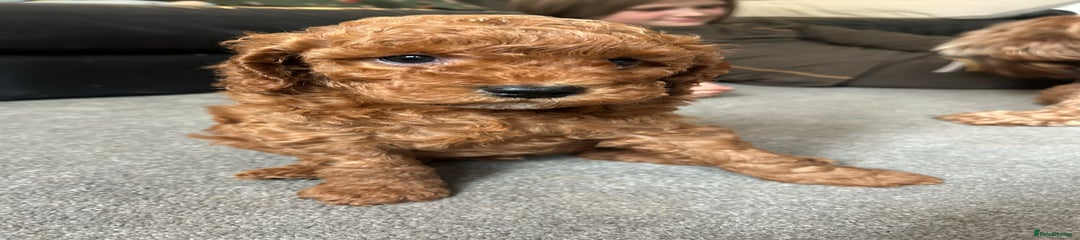 Cockapoo Puppy 5