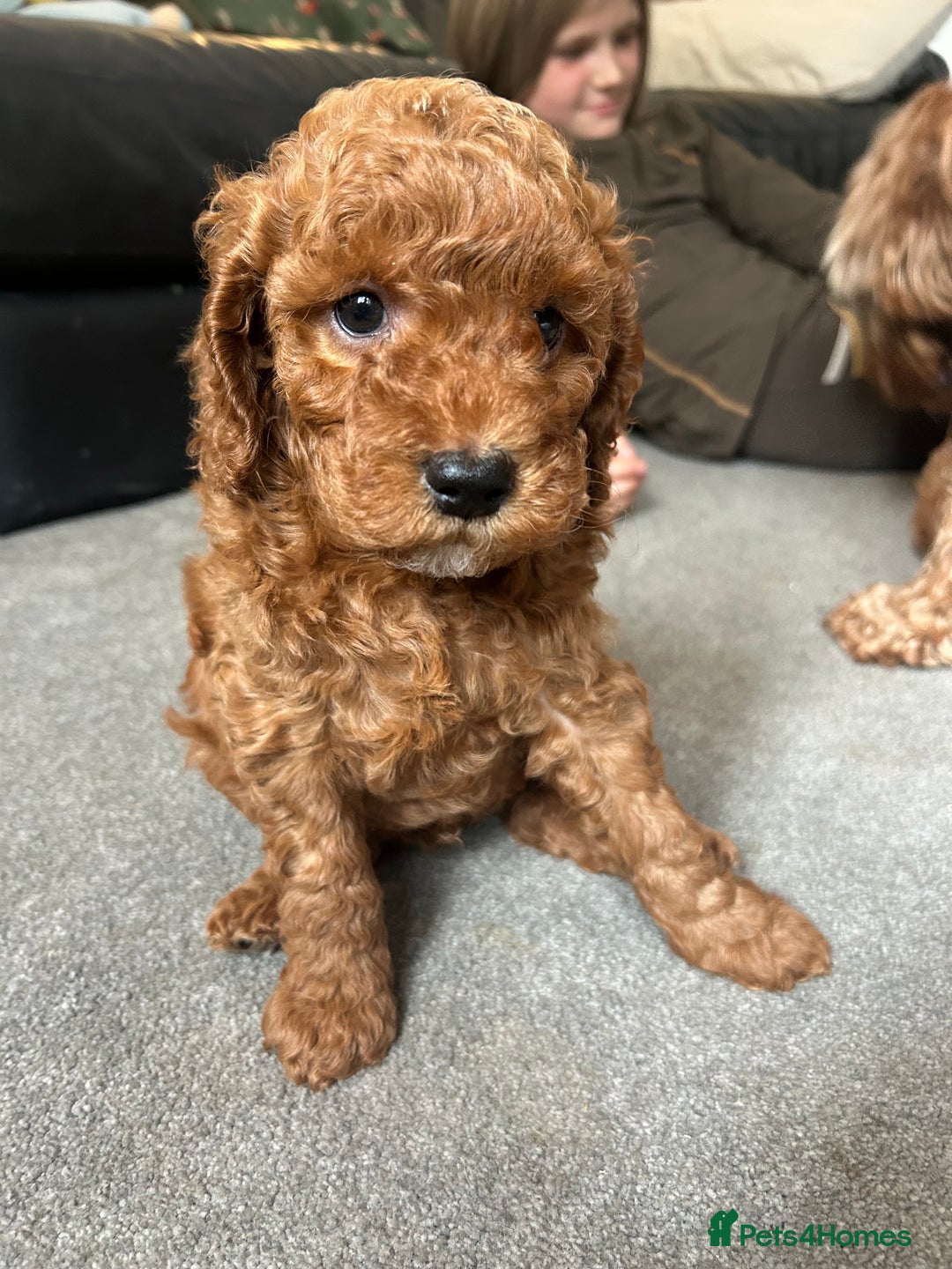 Cockapoo dogs for sale: F1b cockapoo puppies - Image 5