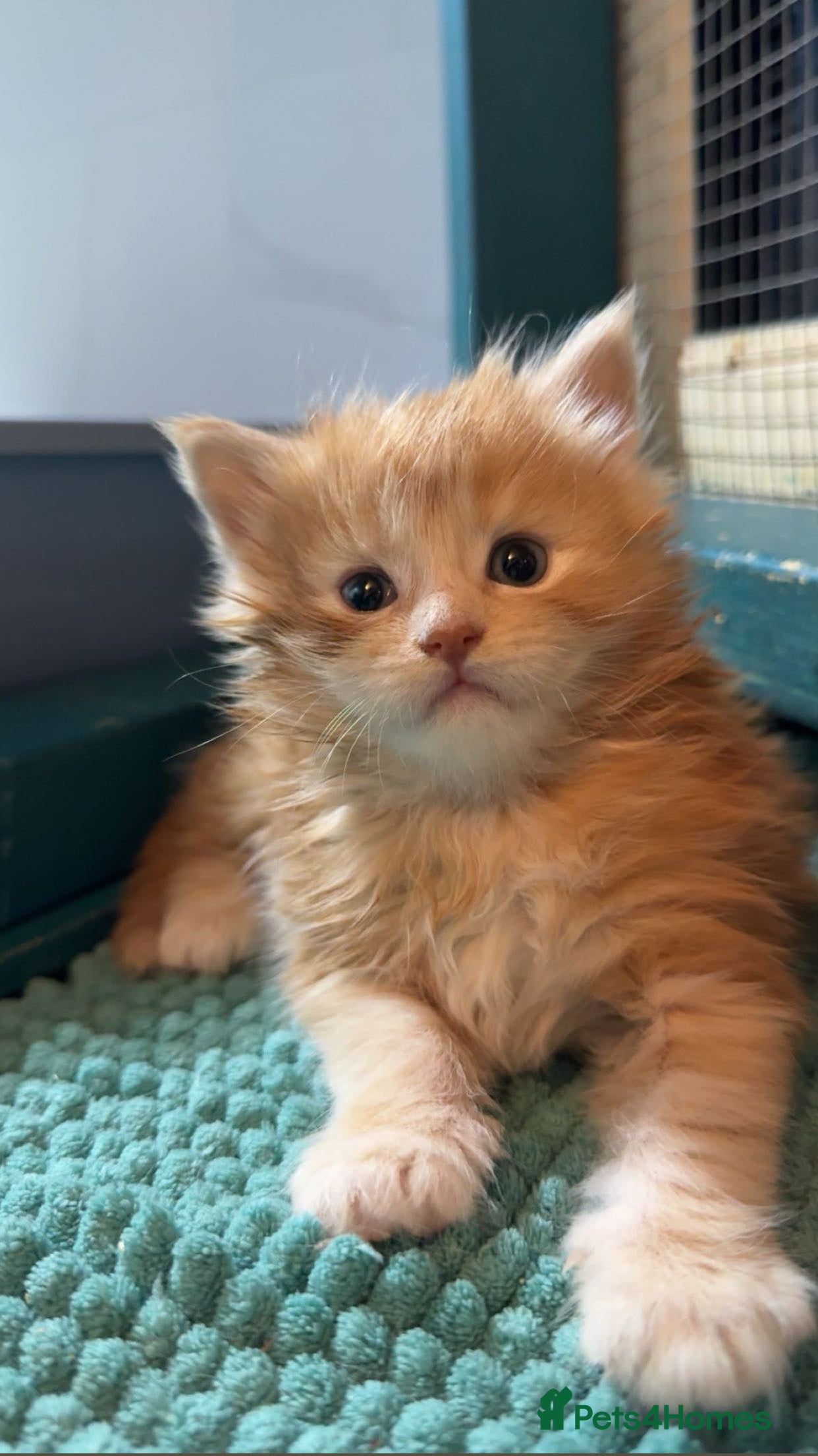 Maine Coon cats Big chunky Russian bloodline kittens - Advert 14