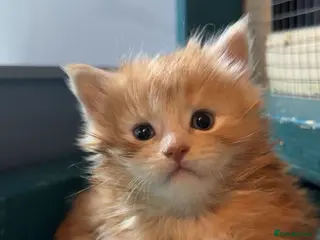 Maine Coon cats Big chunky Russian bloodline kittens - Advert 14