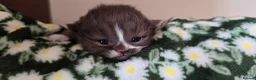 British Shorthair cats for sale: Beautiful British short and longhair kittens 🤎🧸  - Advert 10