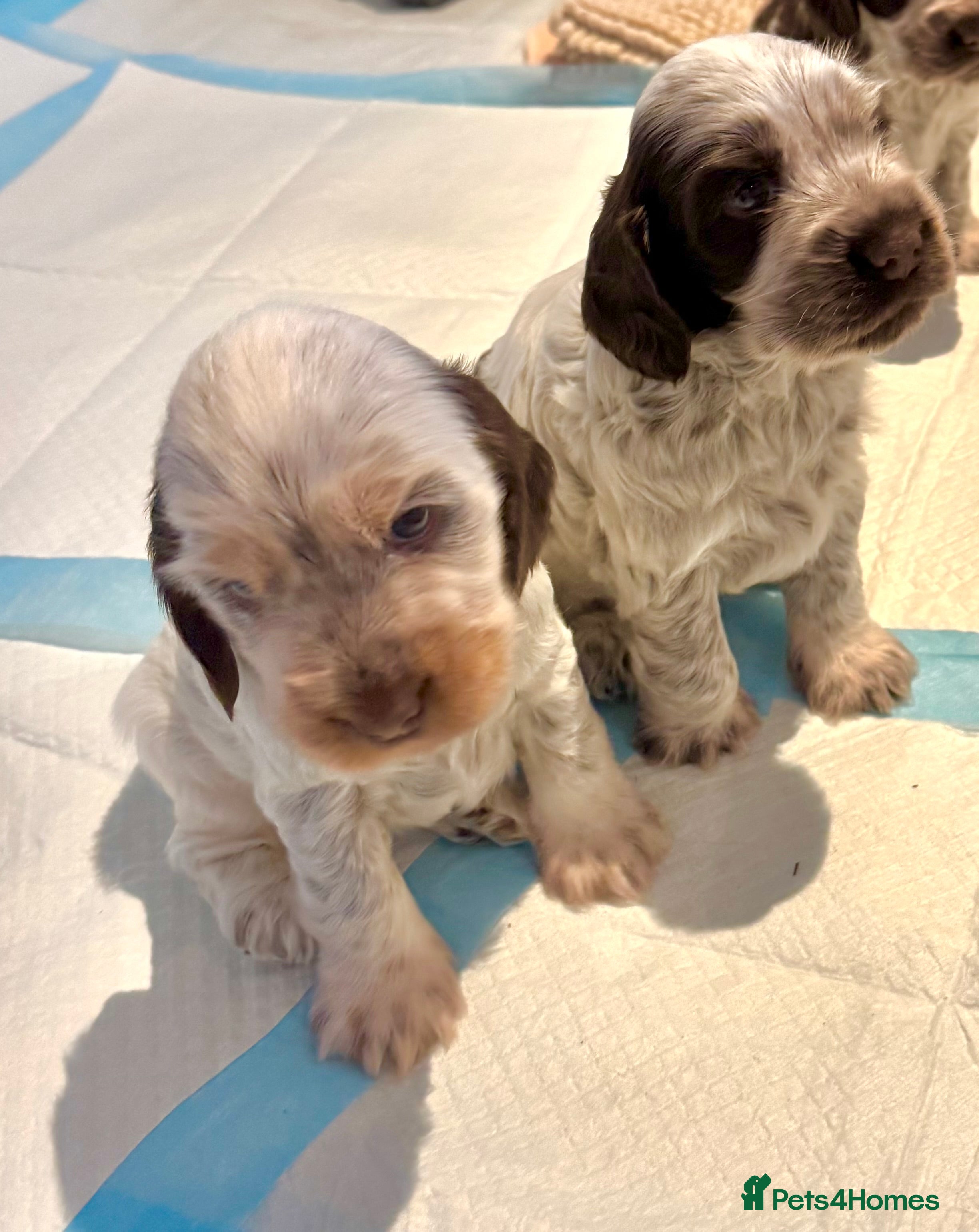 Cocker Spaniel dogs Two Exceptional girl English Show Cockers - Advert 5