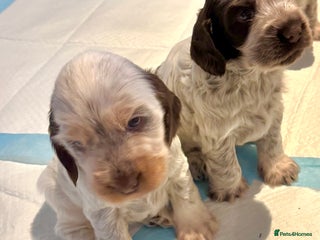 Cocker Spaniel dogs Two Exceptional girl English Show Cockers - Advert 1