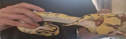 Python Snake reptiles for sale: Young Royal Pythons in Sheffield - Advert 4