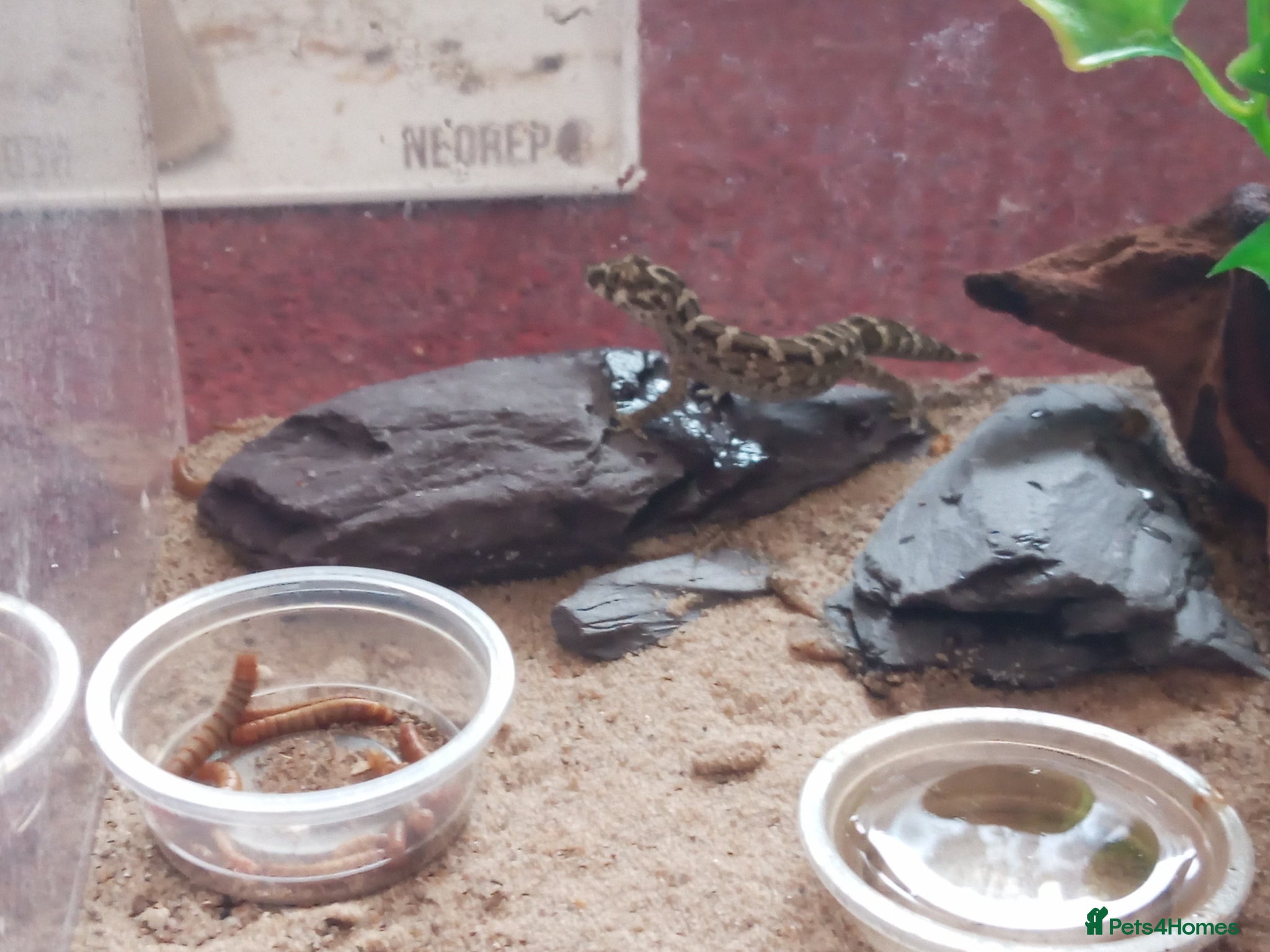 Gecko reptiles Cb25 & 26 Viper Geckos - Advert 2