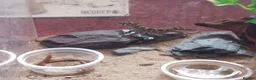 Gecko reptiles for sale: Cb25 & 26 Viper Geckos in Loughborough - Advert 1