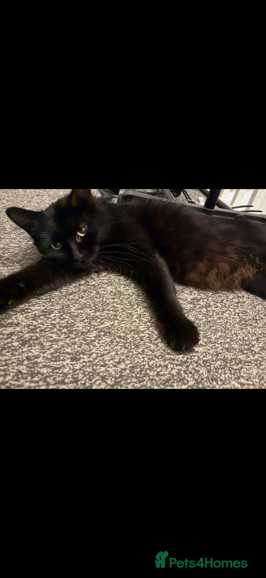 Mixed Breed cats for sale: Five beautiful kittens ready to go an amazing home - Advert 1