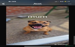 Staffordshire Bull Terrier dogs for sale: Beautiful staffy pups - Image 8