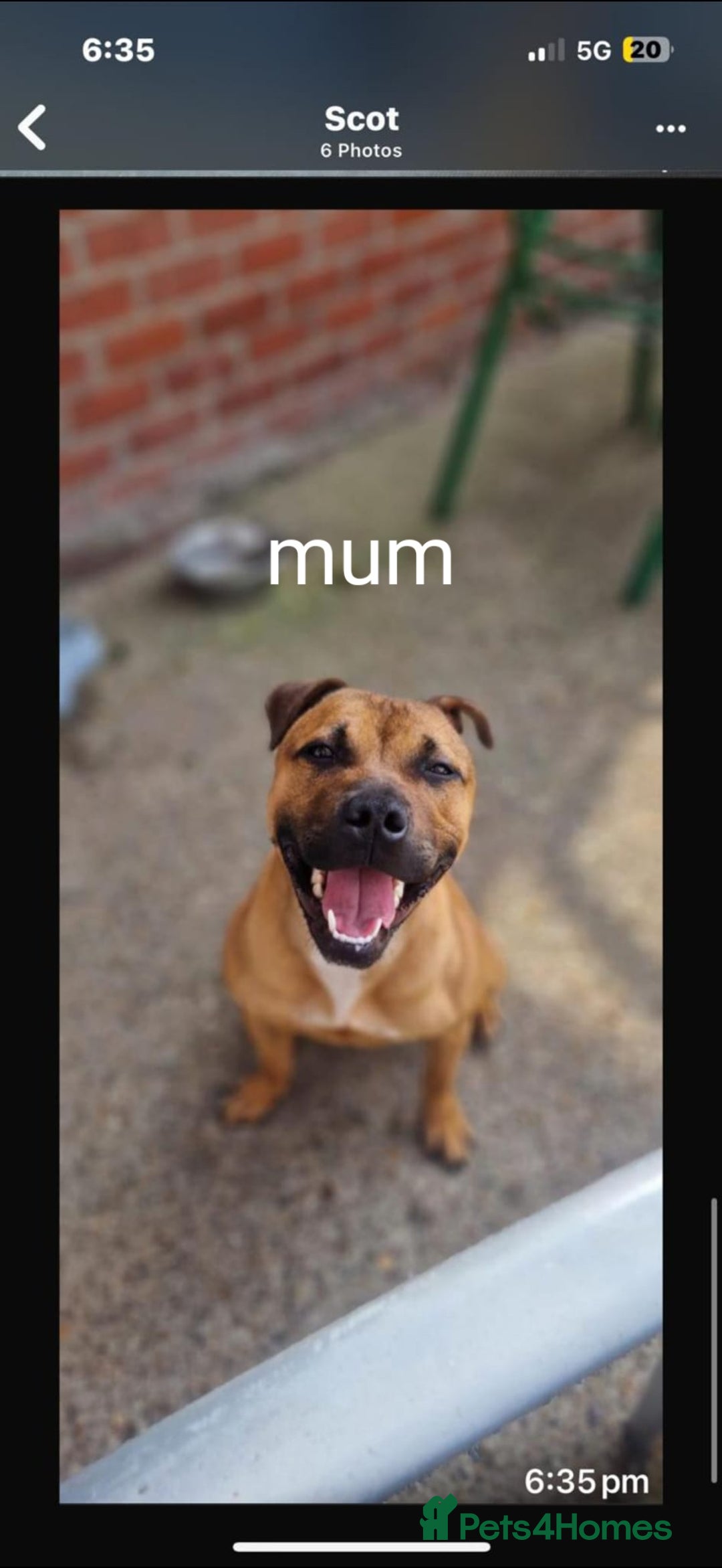 Staffordshire Bull Terrier dogs for sale: Beautiful staffy pups - Image 8