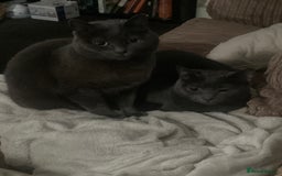 Russian Blue cats for sale: Russian Blue X BSH Mother and Daughter - Image 3
