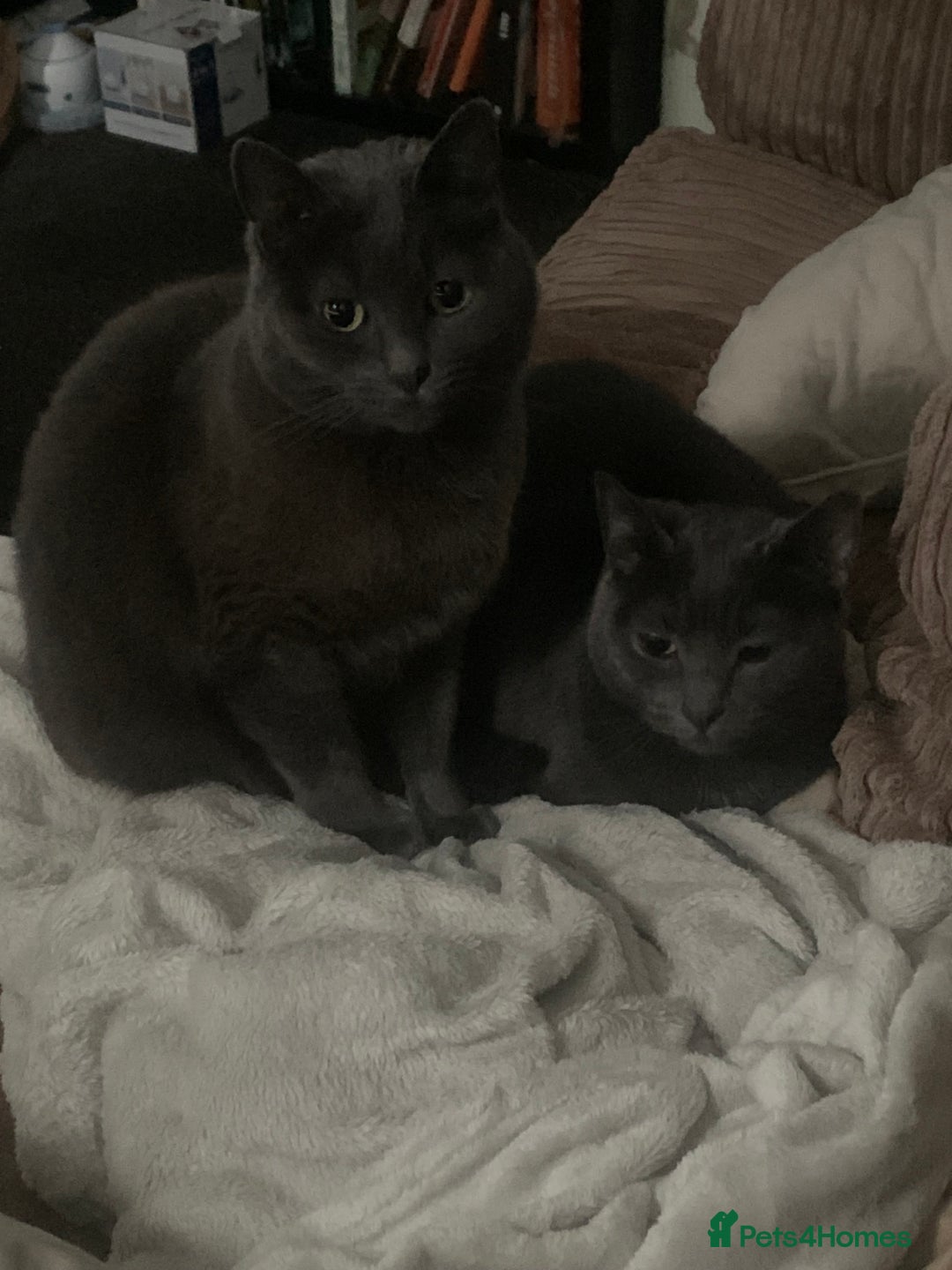 Russian Blue cats for sale: Russian Blue X BSH Mother and Daughter - Image 3