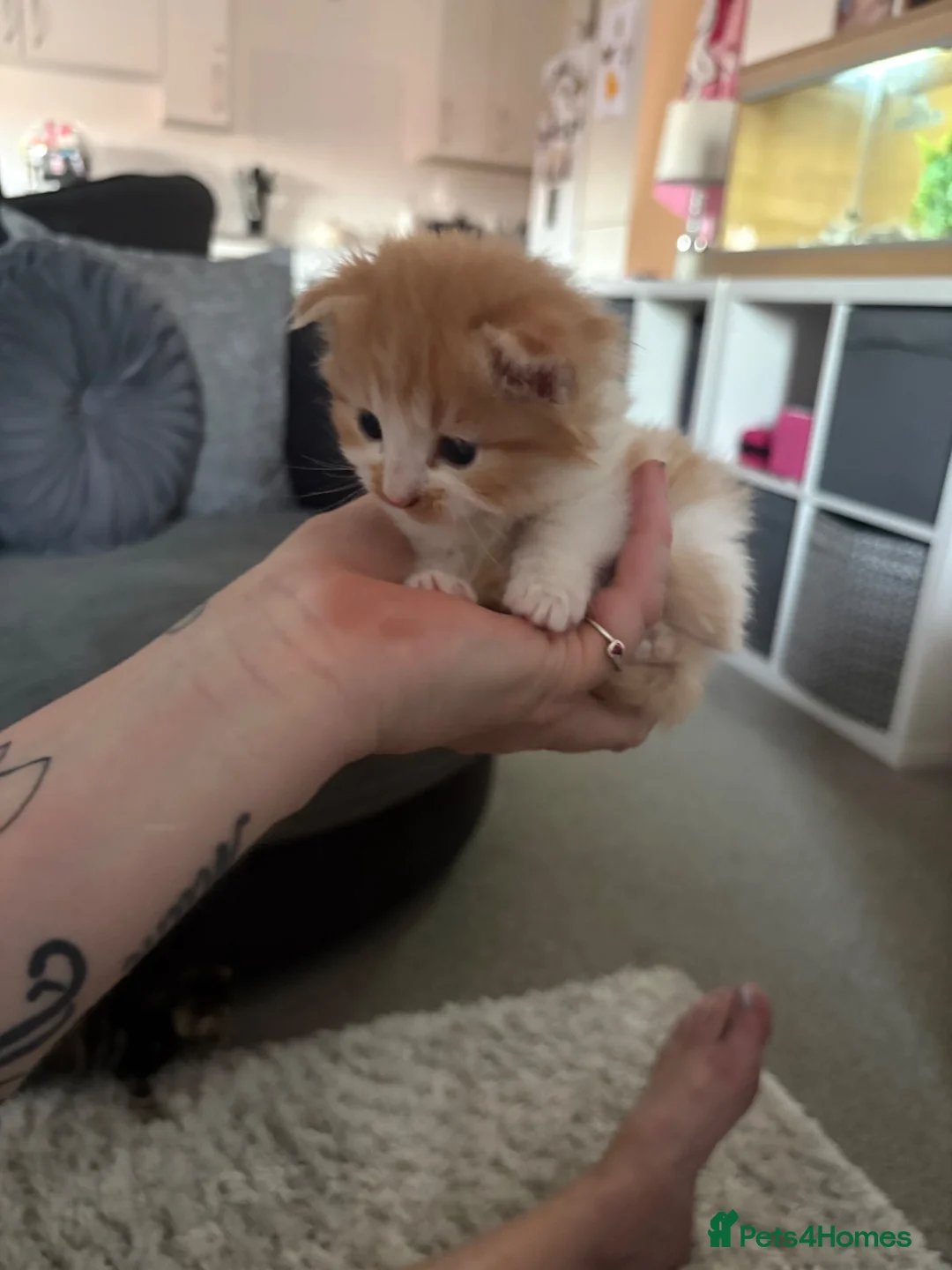 Mixed Breed cats for sale: Beautiful kittens for sale  - Advert 2