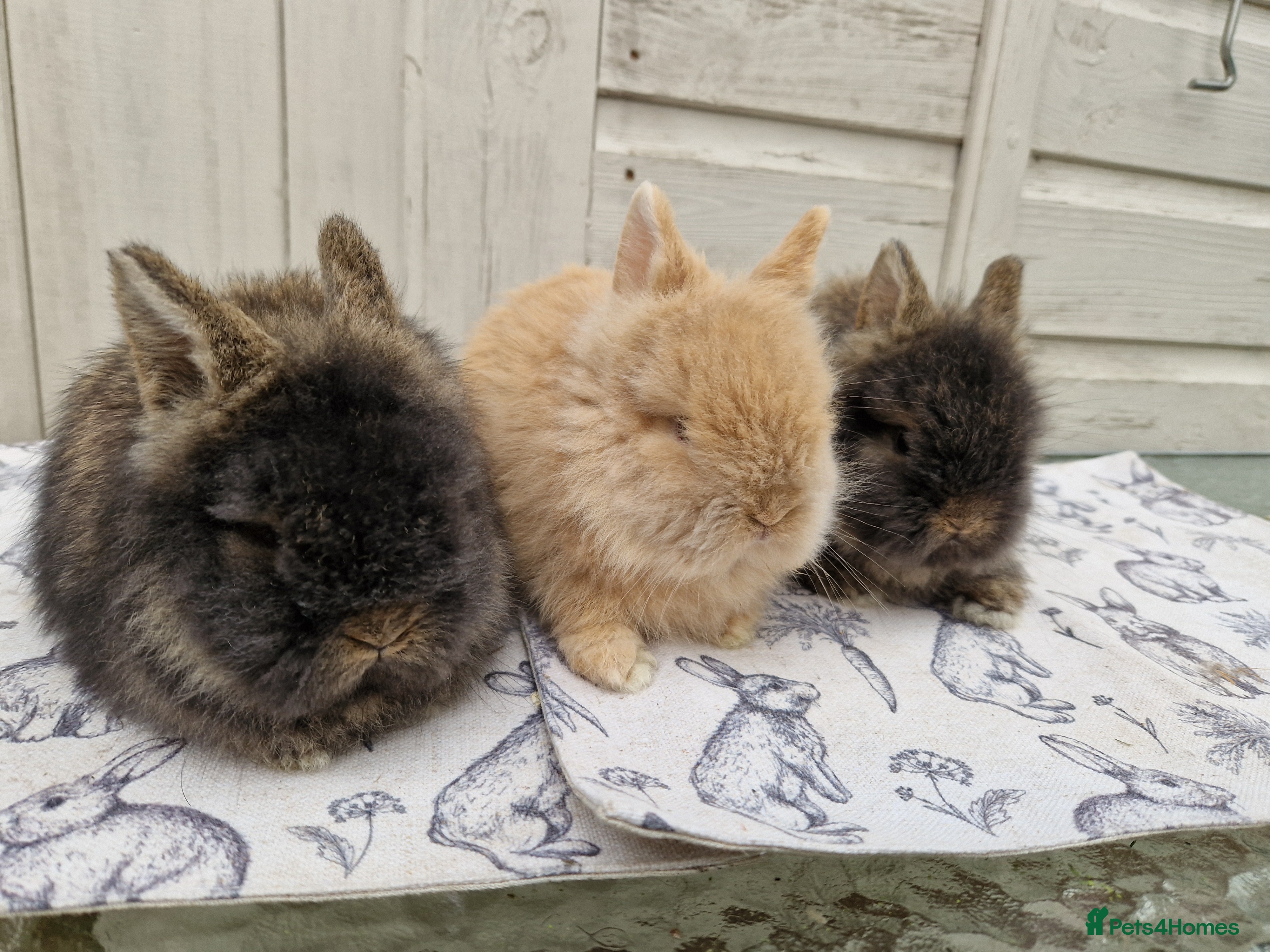 Lionhead rabbits Purebred Lionhead Baby Rabbits - Advert 2