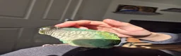 Conures birds for sale: Hand reared Turquoise Conure - 11 Weeks Old in Blackburn - Advert 11