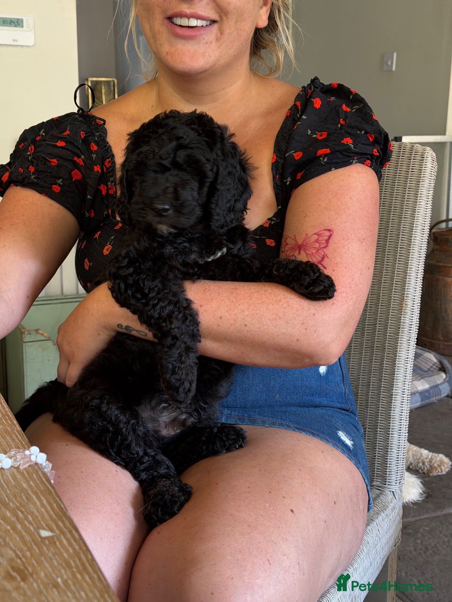 Mini Goldendoodle dogs Ready to leave Mini Goldendoodles - Advert 2