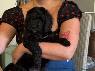 Mini Goldendoodle dogs Ready to leave Mini Goldendoodles - Advert 2