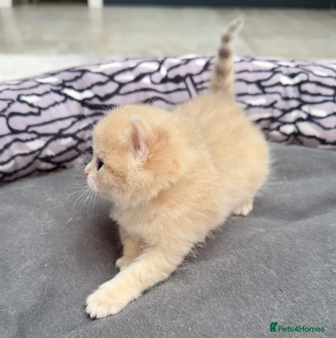 British Shorthair cats for sale: ✨🐾🐱 Premium Golden Lilac Cream Shaded BSH 🐱🐾✨ - Advert 2