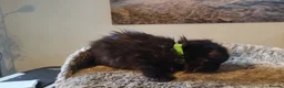 British Longhair cats for sale: British Longhair Kittens - Advert 10