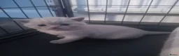 British Shorthair cats for sale: lilac british shorthair kittens - Advert 3