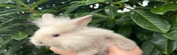 Lionhead rabbits for sale: Last Lionhead Baby - Advert 3