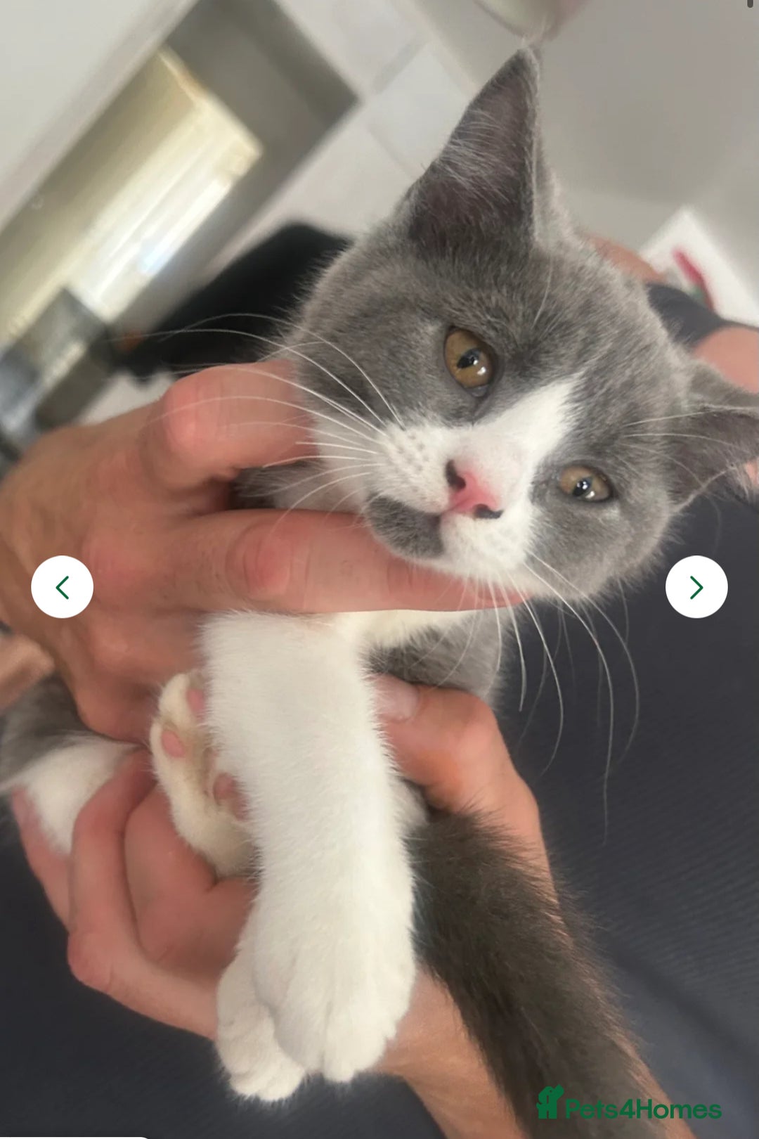 Mixed Breed cats for sale: 3 gorgeous kittens ready now Scottish fold mix - Image 9