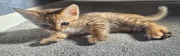 Mixed Breed cats for sale: Kitten for sale  - Advert 2