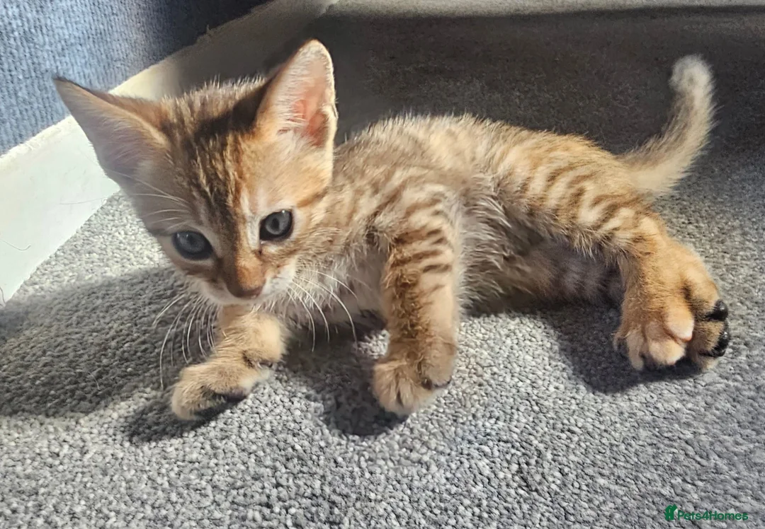 Mixed Breed cats for sale: Kitten for sale  - Advert 2