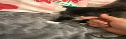 Mixed Breed cats for sale: Female kitten Russian blue x Tabby - Advert 14