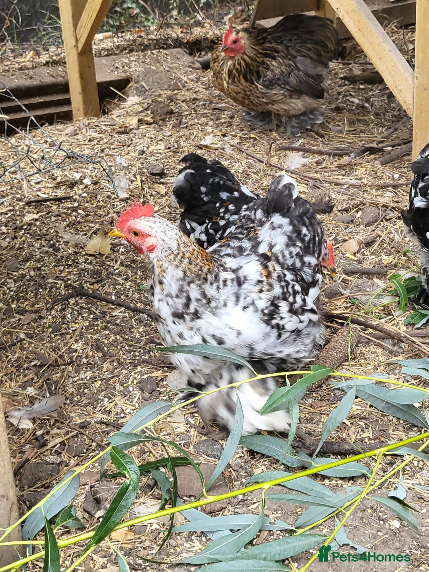 Chickens poultry Pekin trio mille fluer - Advert 1