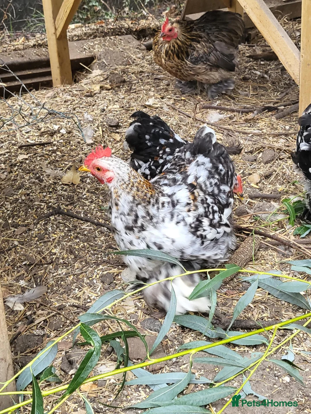 Chickens poultry for sale: Pekin trio mille fluer - Advert 1