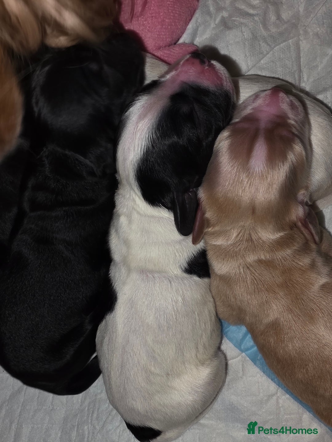 Cocker Spaniel dogs for sale: Cocker Spaniel Puppies - Advert 12