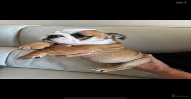 English Bulldog dogs - Advert 6