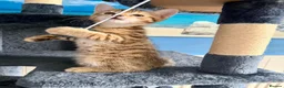 Bengal cats for sale: Beautiful kittens 🐈‍⬛  - Advert 10