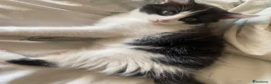 Mixed Breed 2