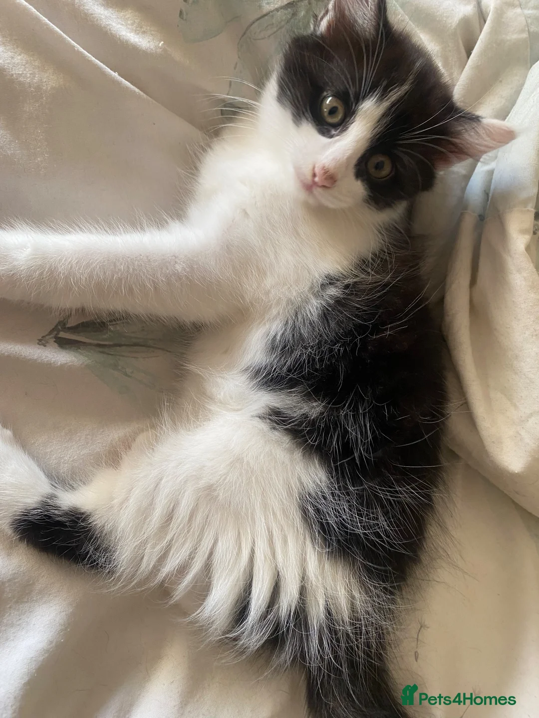 Mixed Breed cats for sale: Tux kittens - Advert 8
