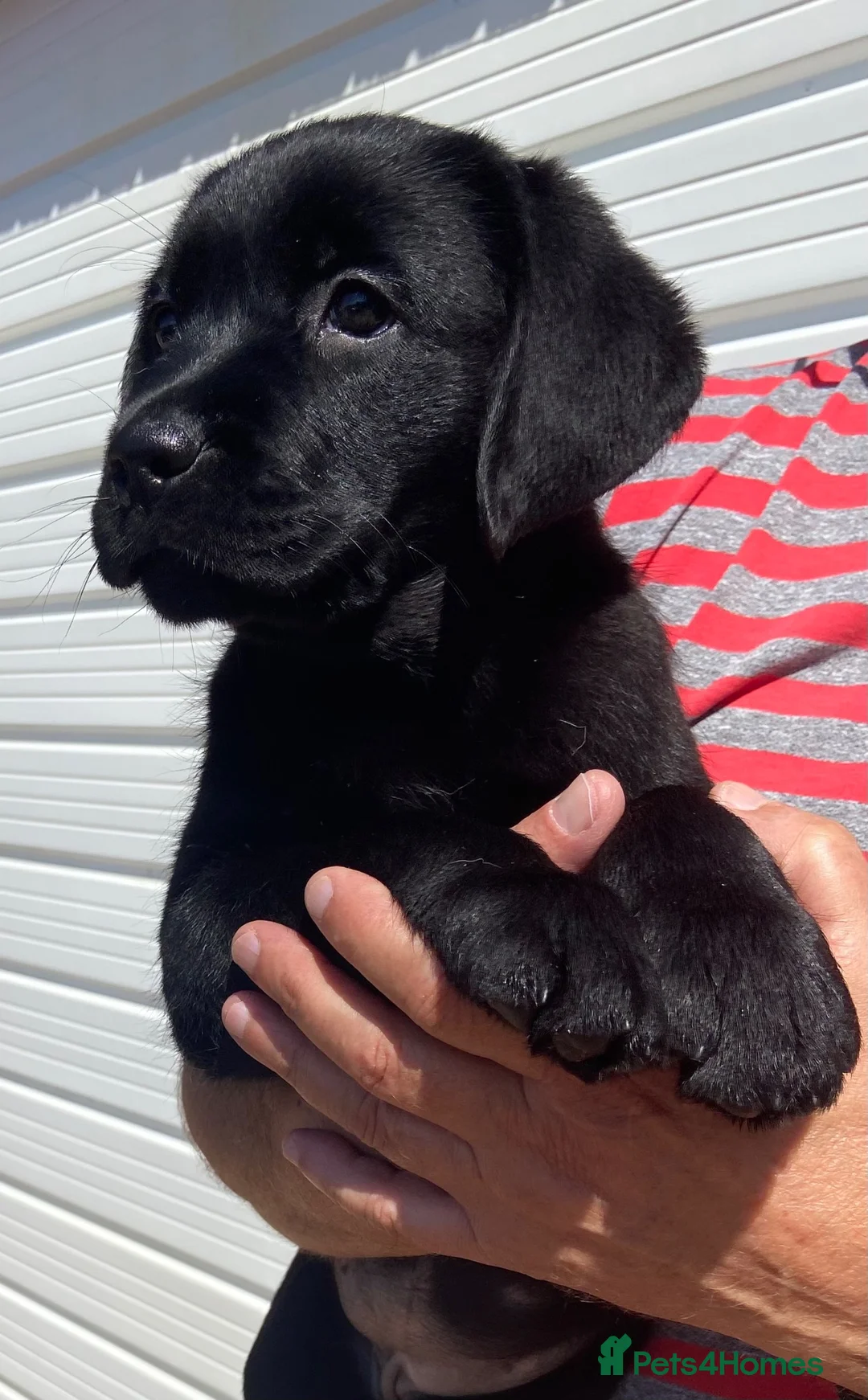 Labrador Retriever dogs for sale: Show champion sired Show bred quality labradors - Advert 2