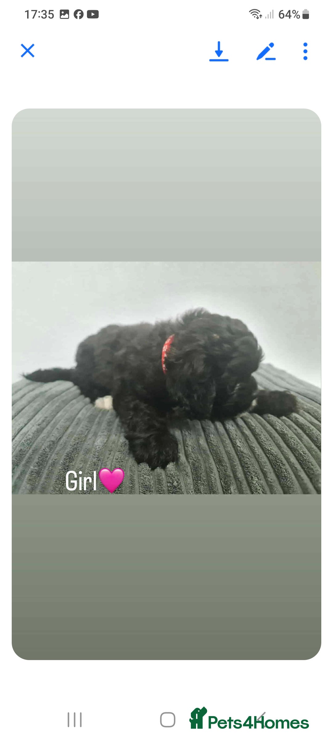Shihpoo dogs for sale: Beautiful shihpoo puppies  - Image 4