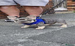 French Bulldog dogs for sale: ** frenchies  - Image 17