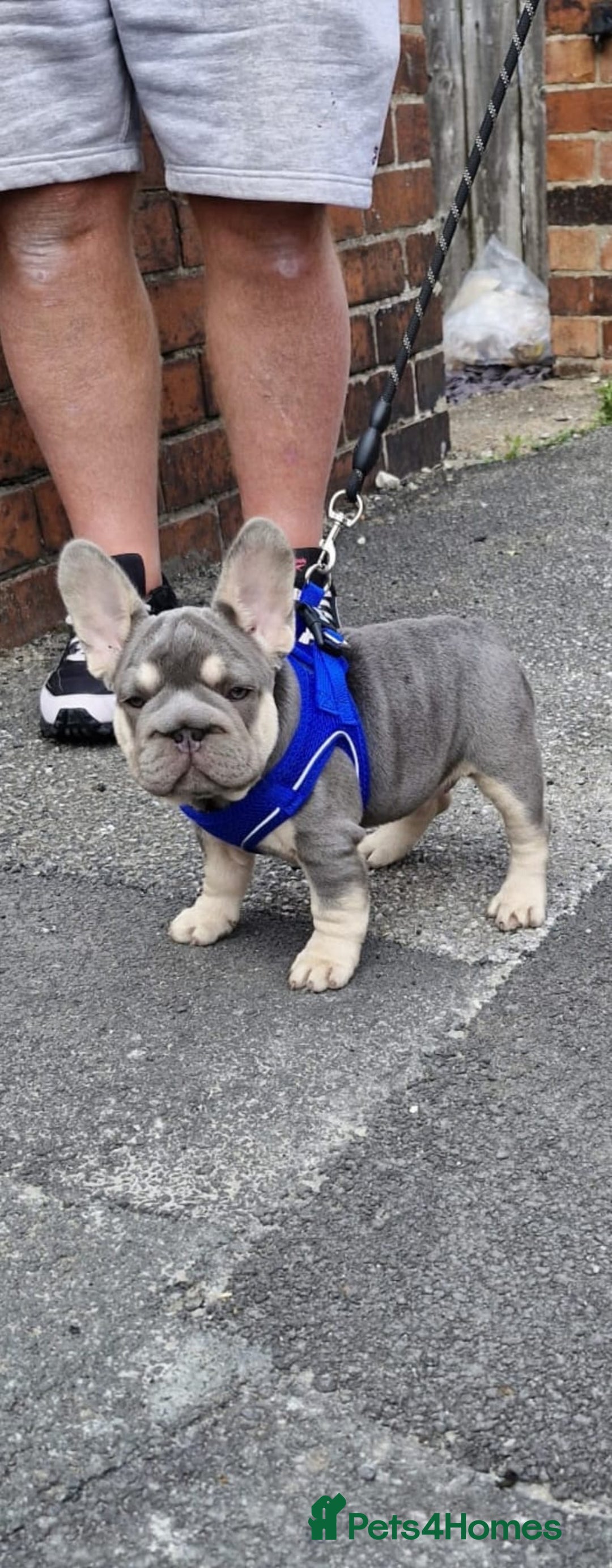 French Bulldog dogs for sale: ** frenchies  - Image 17