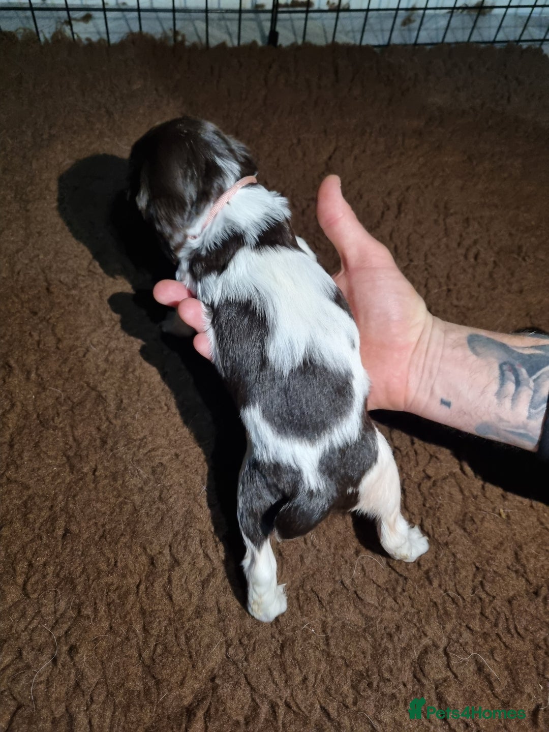English Springer Spaniel dogs for sale: KC registered English Springer Spaniel puppies 🐾 - Advert 11